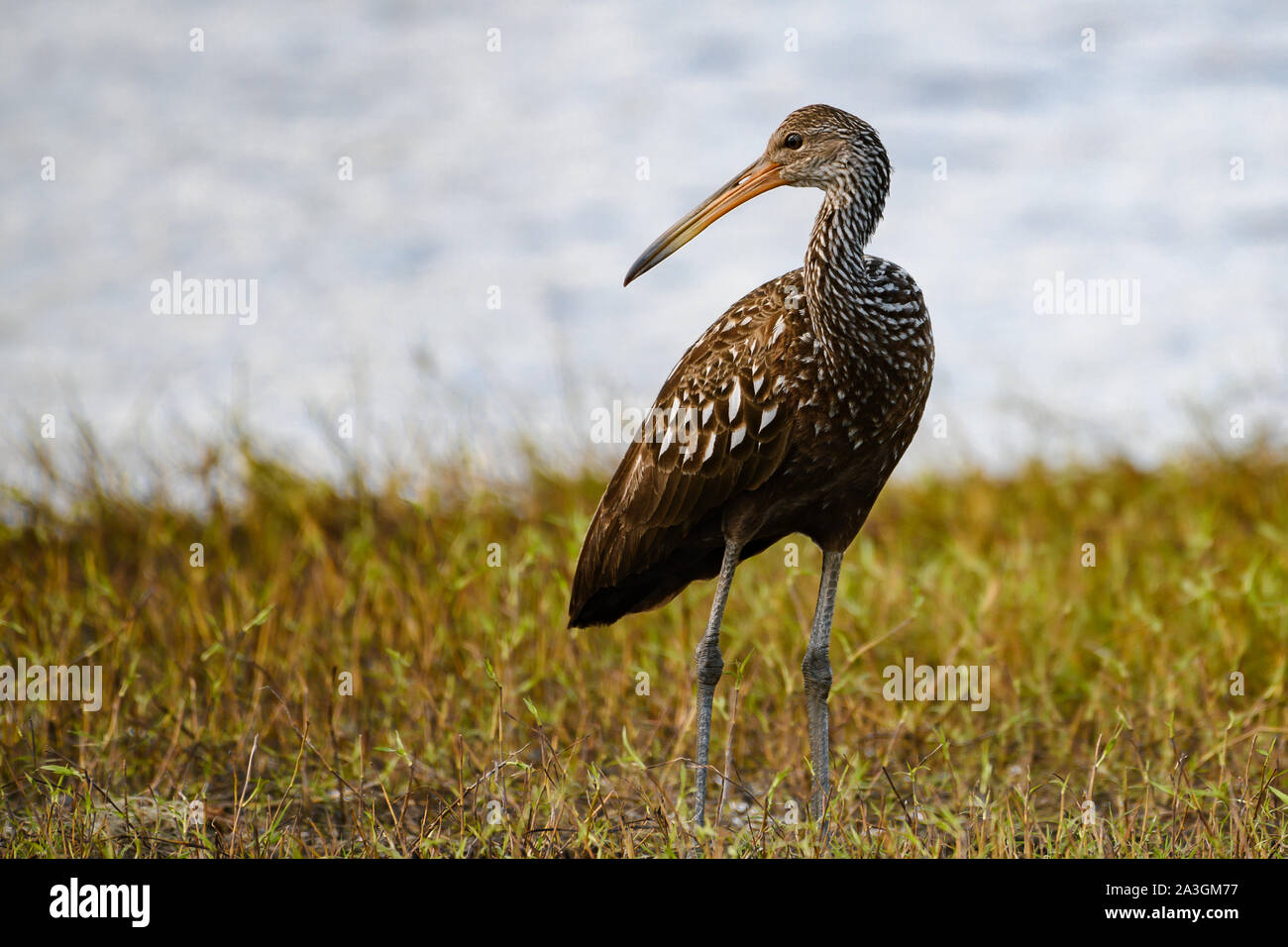 Vue complète du corps d'un limpkin au bord d'un lac Banque D'Images