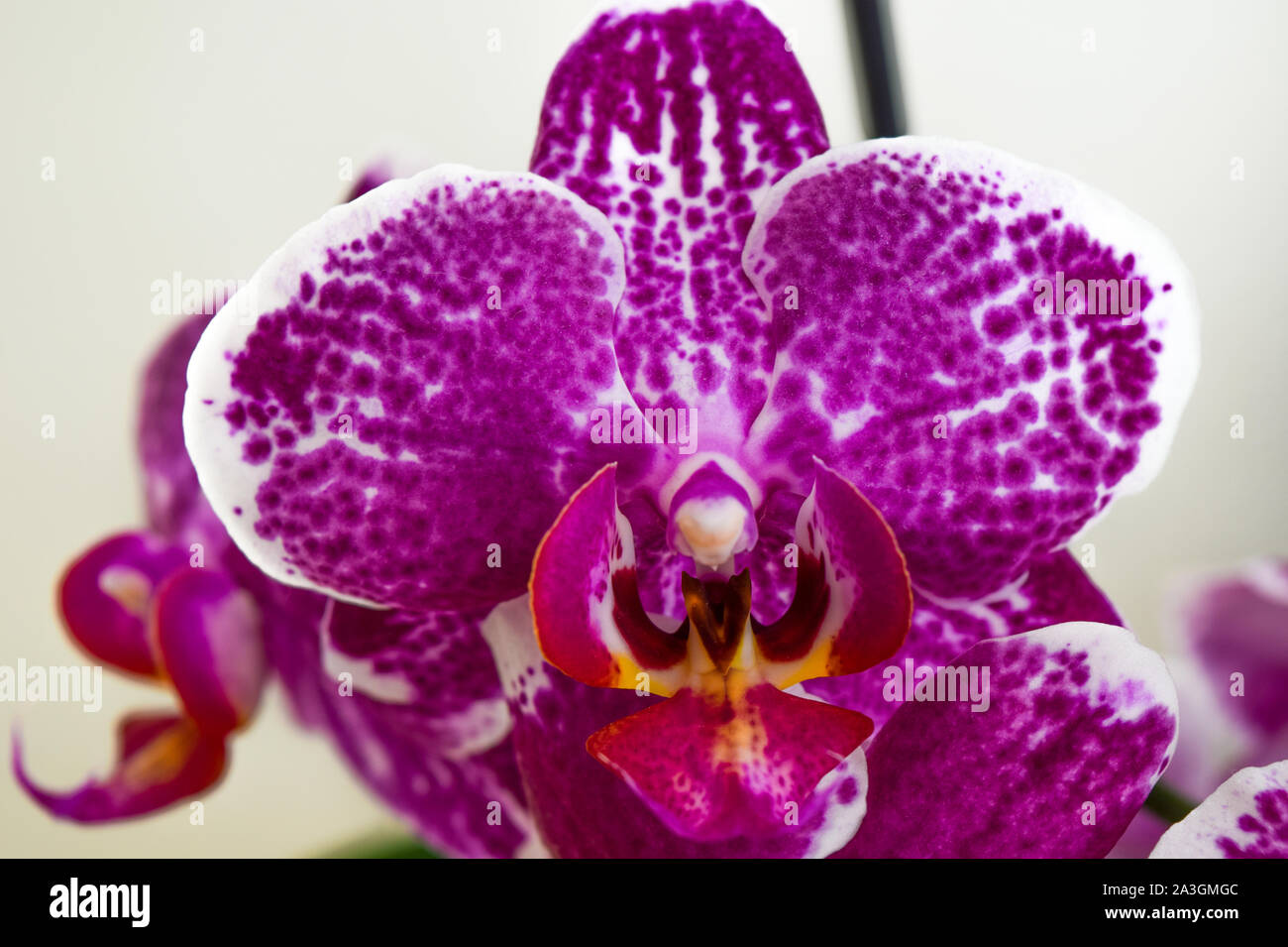 Phalaenopsis rose devant un fond blanc Banque D'Images