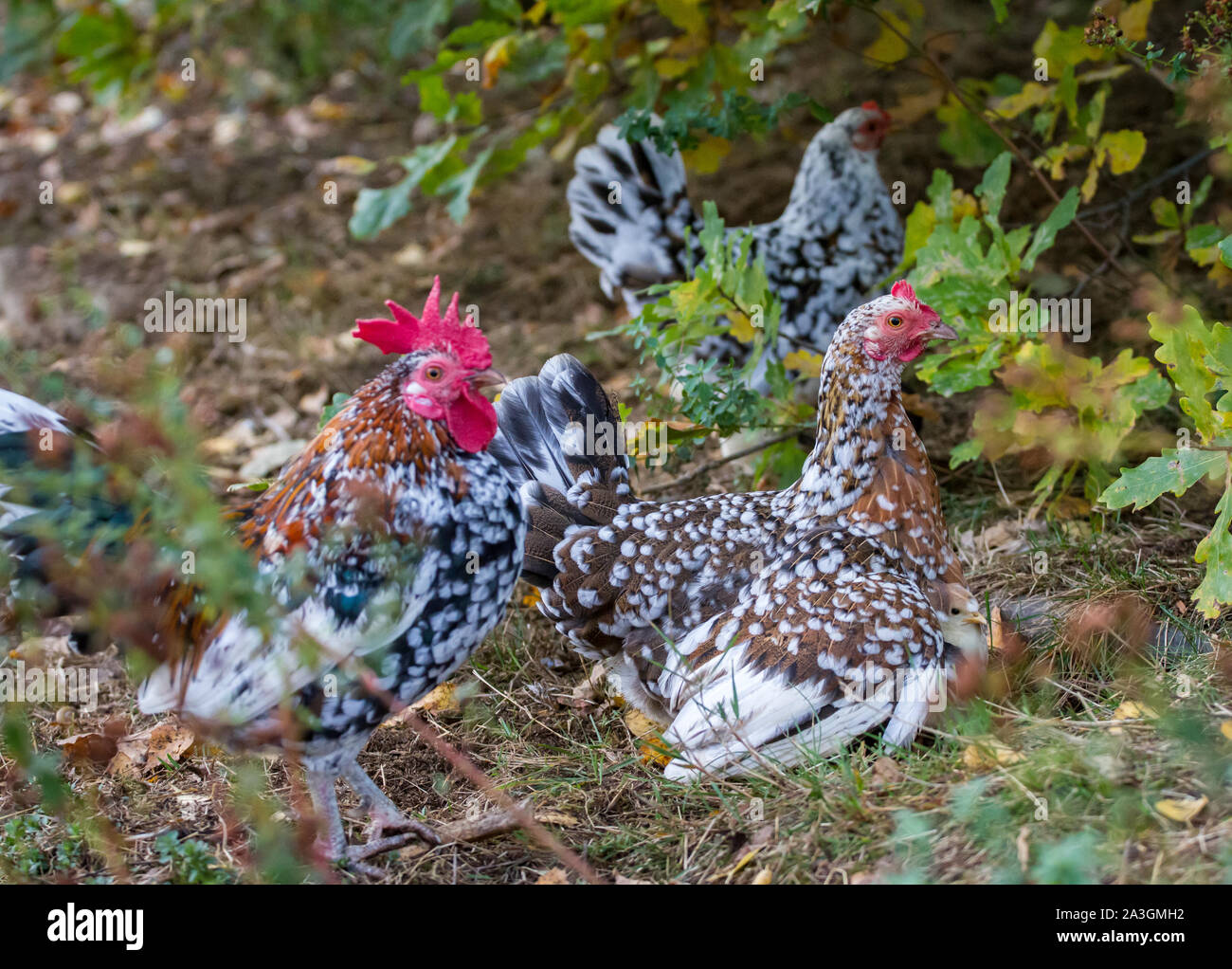 La mère poule, coq et son Stoapiperl Steinhendl / l'envol -, une espèce en voie d'Autriche race de poulet Banque D'Images