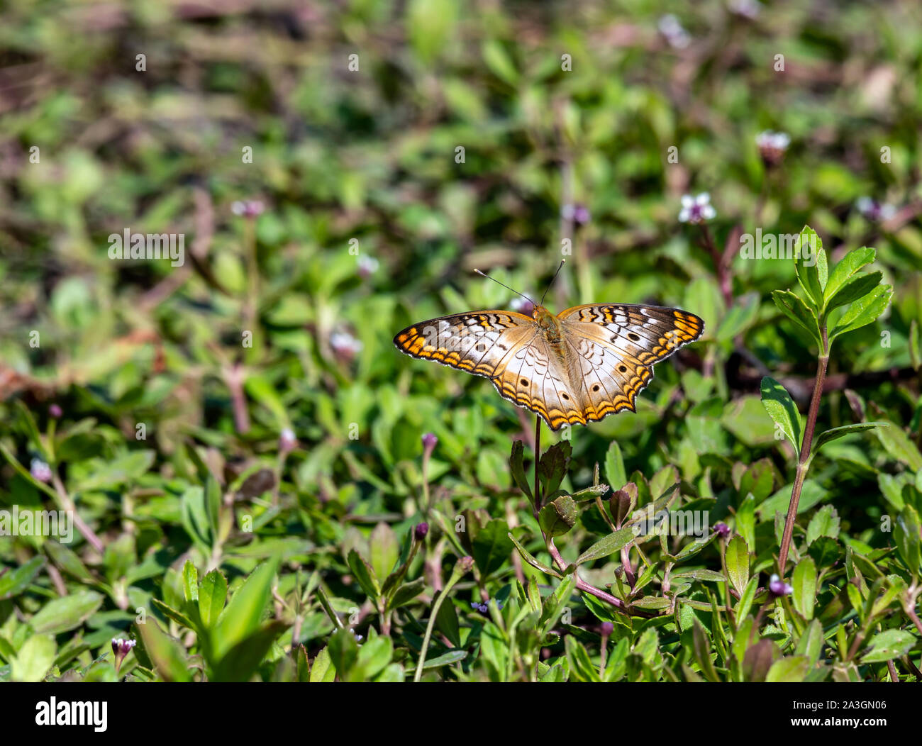 Papillon paon blanc se trouve sur la petite fleurs blanches Banque D'Images
