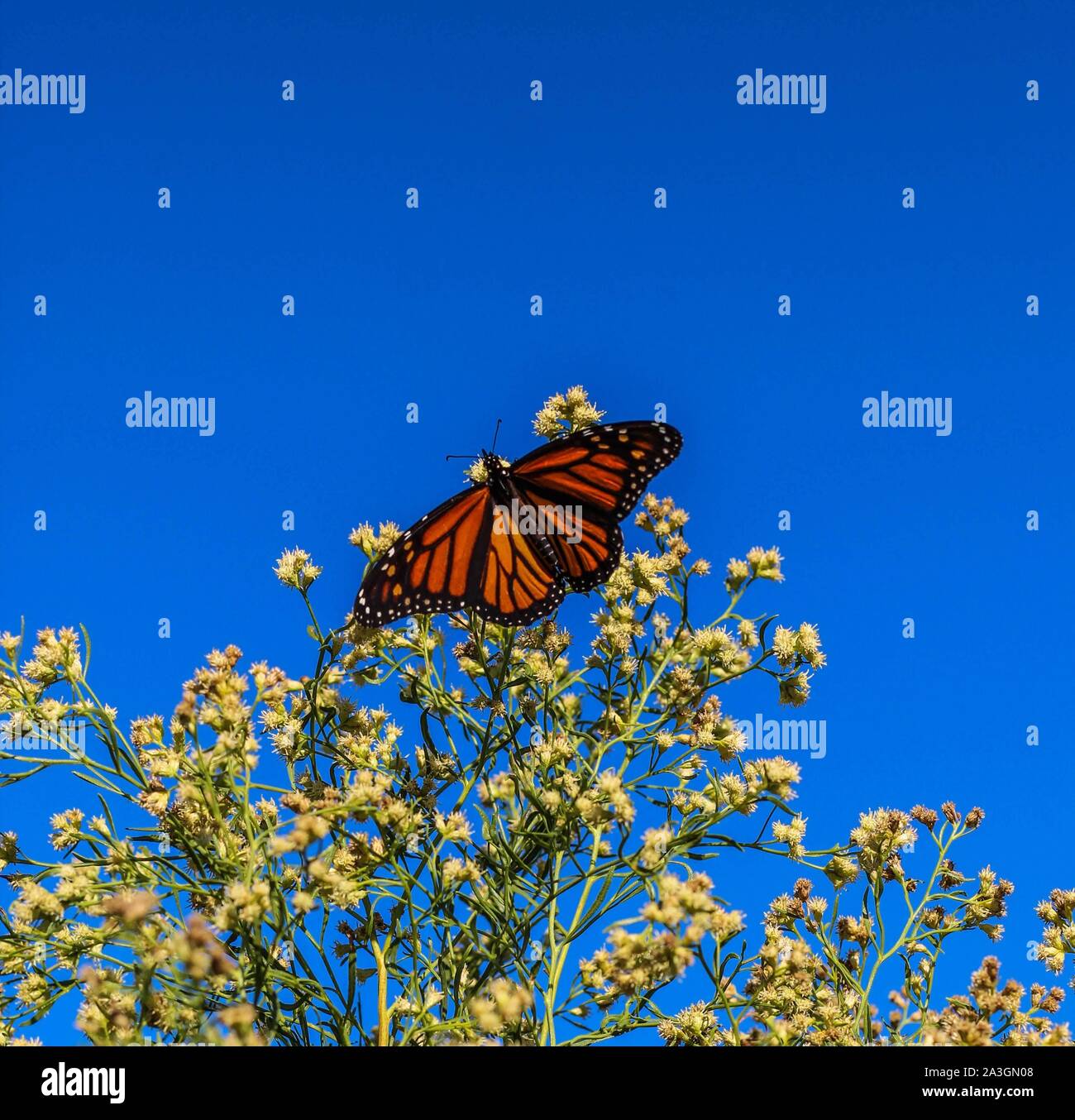 Papillon monarque pendant la migration d'automne à San Angelo Texas, États-Unis Banque D'Images