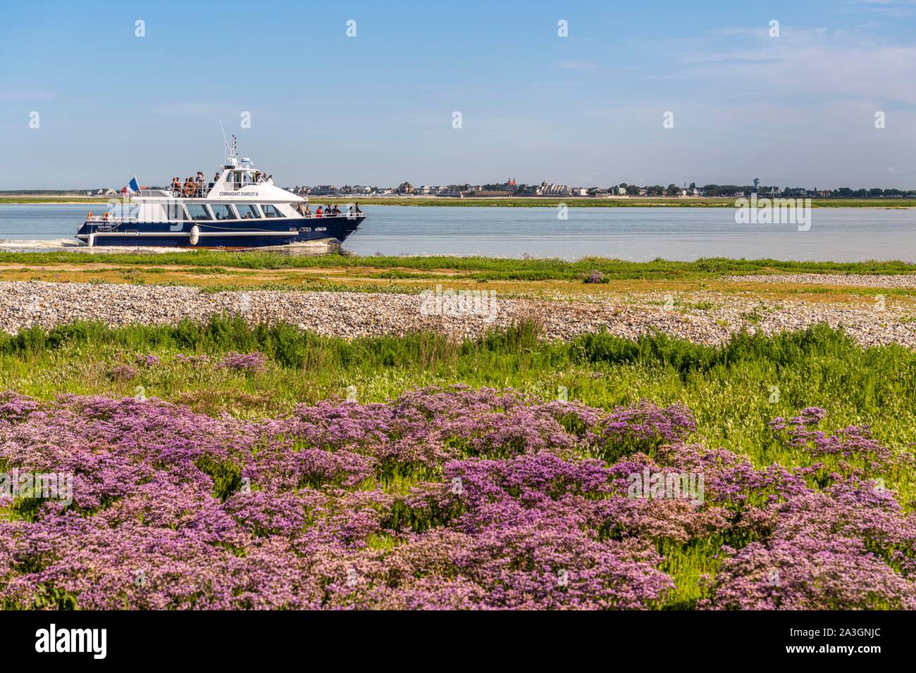 France, Picardie, Baie de Somme, Saint Valery sur Somme, Le Cap Hornu, le long du canal de la Somme, entre l'état sauvage, statices à marée haute tandis que le Commandant Charcot bateaux amènent les touristes de voir les phoques dans un mini-croisière Banque D'Images