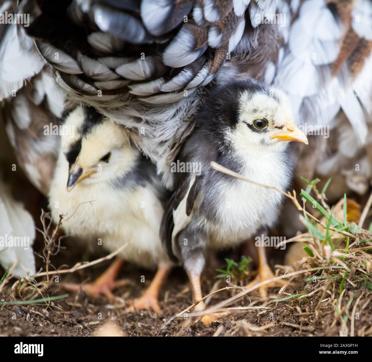 Deux oisillons sous la mère poule - Stoapiperl Steinhendl /, une espèce en voie d'Autriche race de poulet Banque D'Images