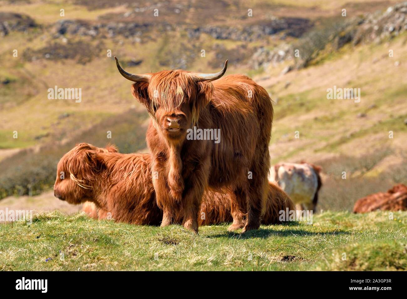 Royaume-uni, Ecosse, Highland, Hébrides intérieures, île de Mull, vaches Highland Banque D'Images