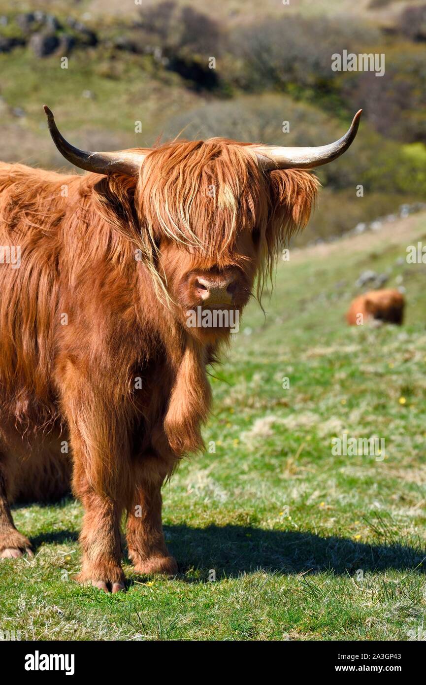 Royaume-uni, Ecosse, Highland, Hébrides intérieures, à l'île de Mull, Highland cow Banque D'Images