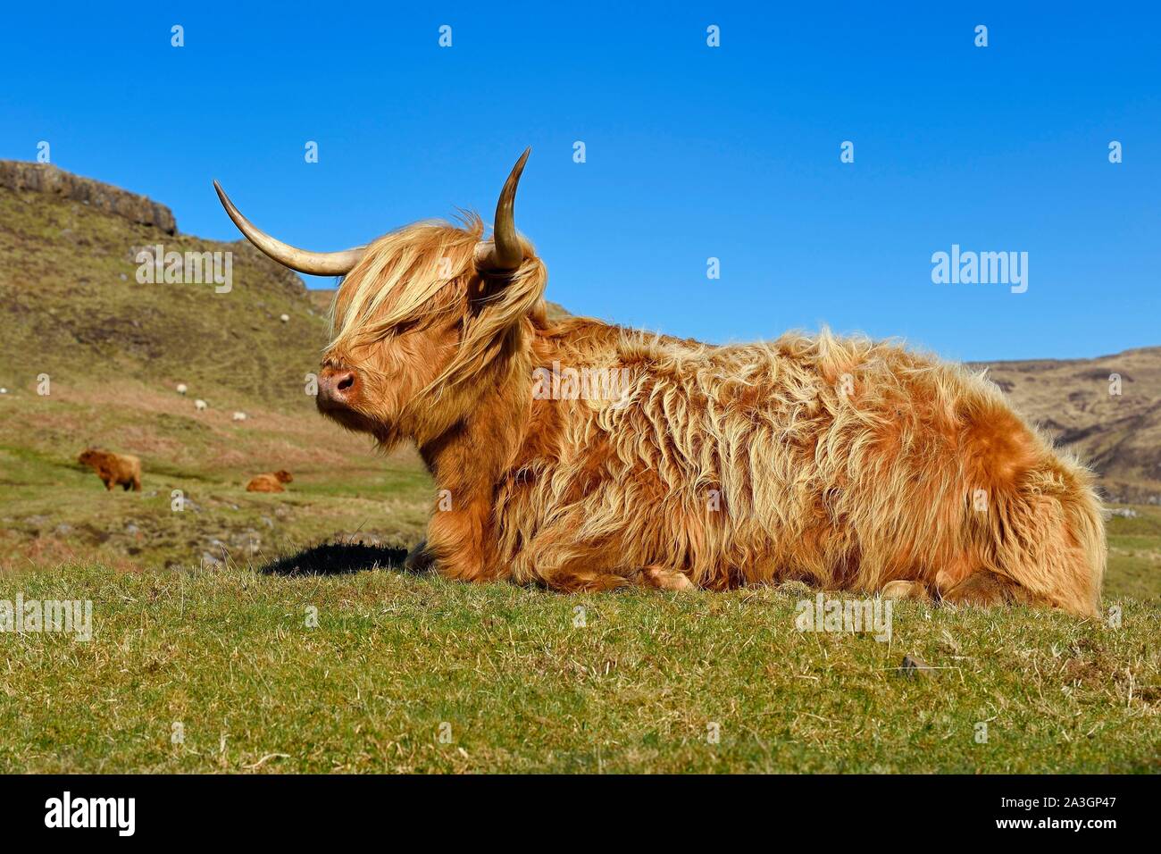 Royaume-uni, Ecosse, Highland, Hébrides intérieures, à l'île de Mull, Highland cow Banque D'Images