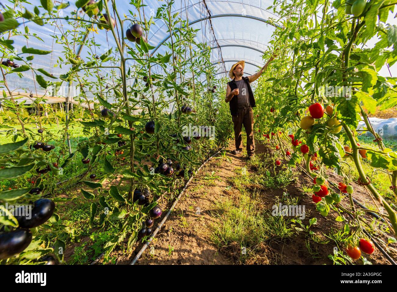 La Suède, dans le comté de Vastra Sweden Hokerum Ulricehamn, hameau, Rochat rapport sur la famille, Pierre l'inspection de ses plantations de tomates dans le tunnel Banque D'Images