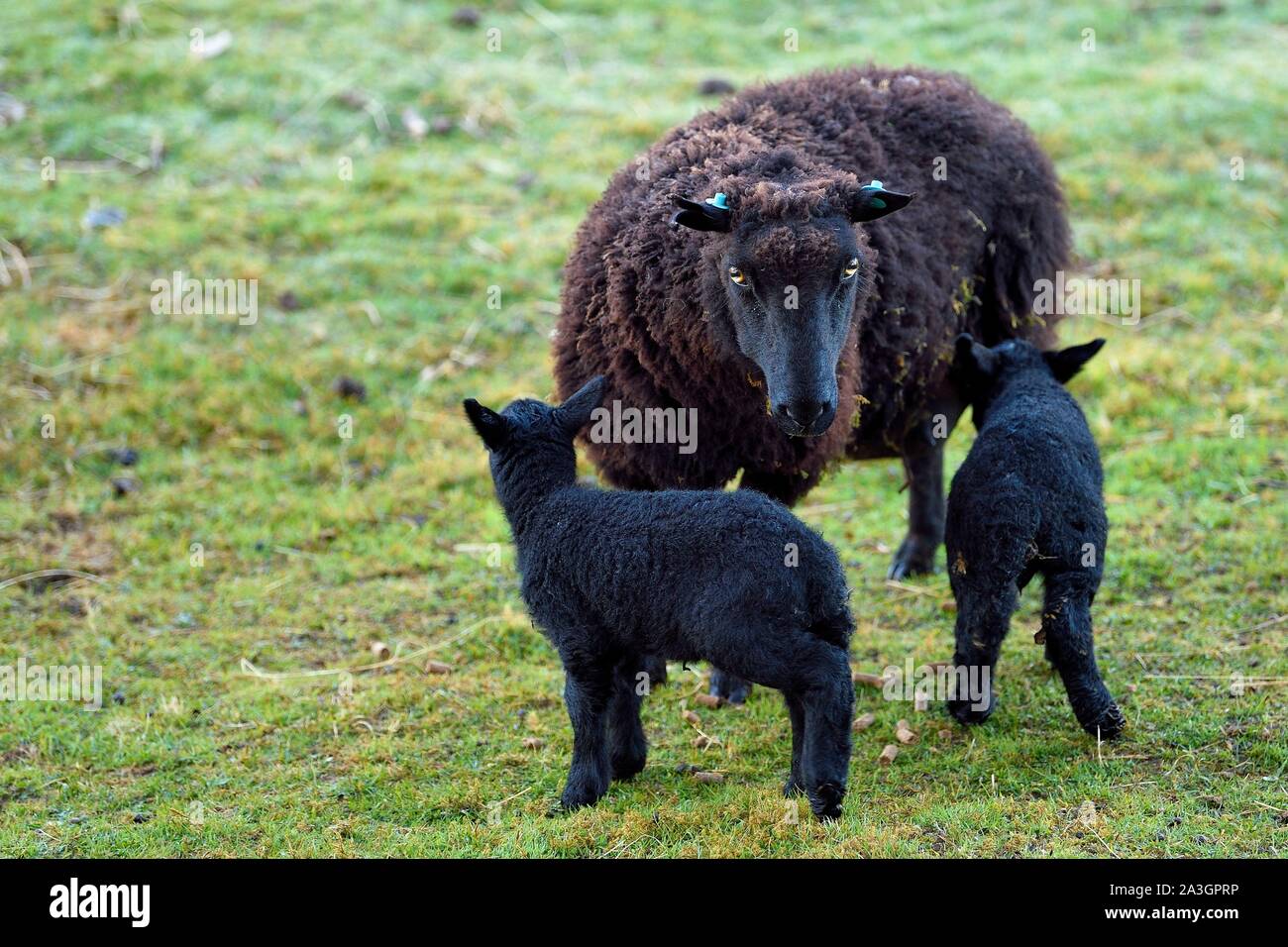 Royaume-uni, Ecosse, Highland, Hébrides intérieures, à l'île de Mull, Hebridean, petit mouton noir d'Écosse et d'Agneaux Banque D'Images