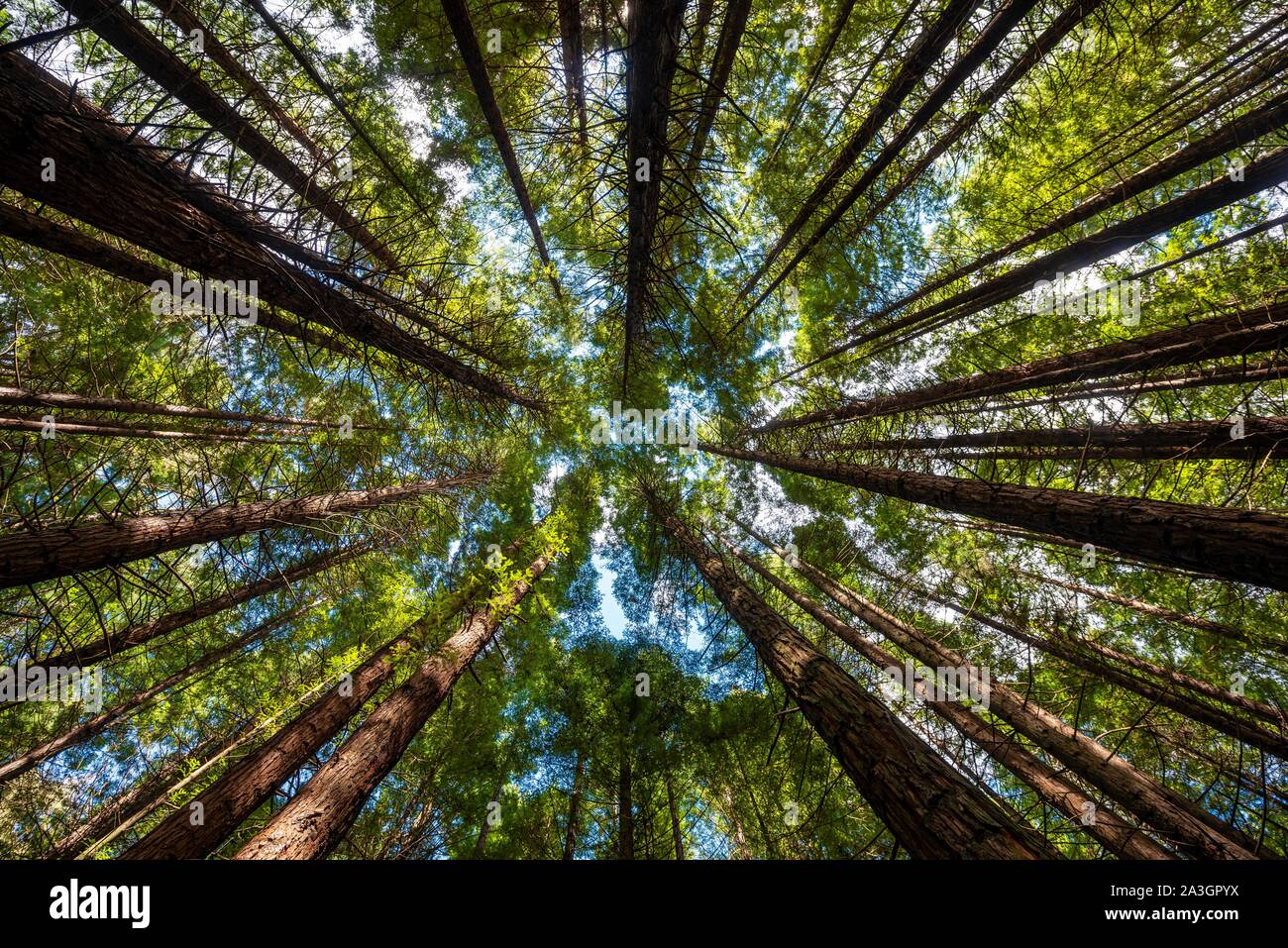 Vue de dessous dans la cime des arbres, forêt Redwood, Sequoia sempervirens (Sequoia sempervirens), la forêt de Whakarewarewa, Rotorua, île du Nord, nouveau Banque D'Images