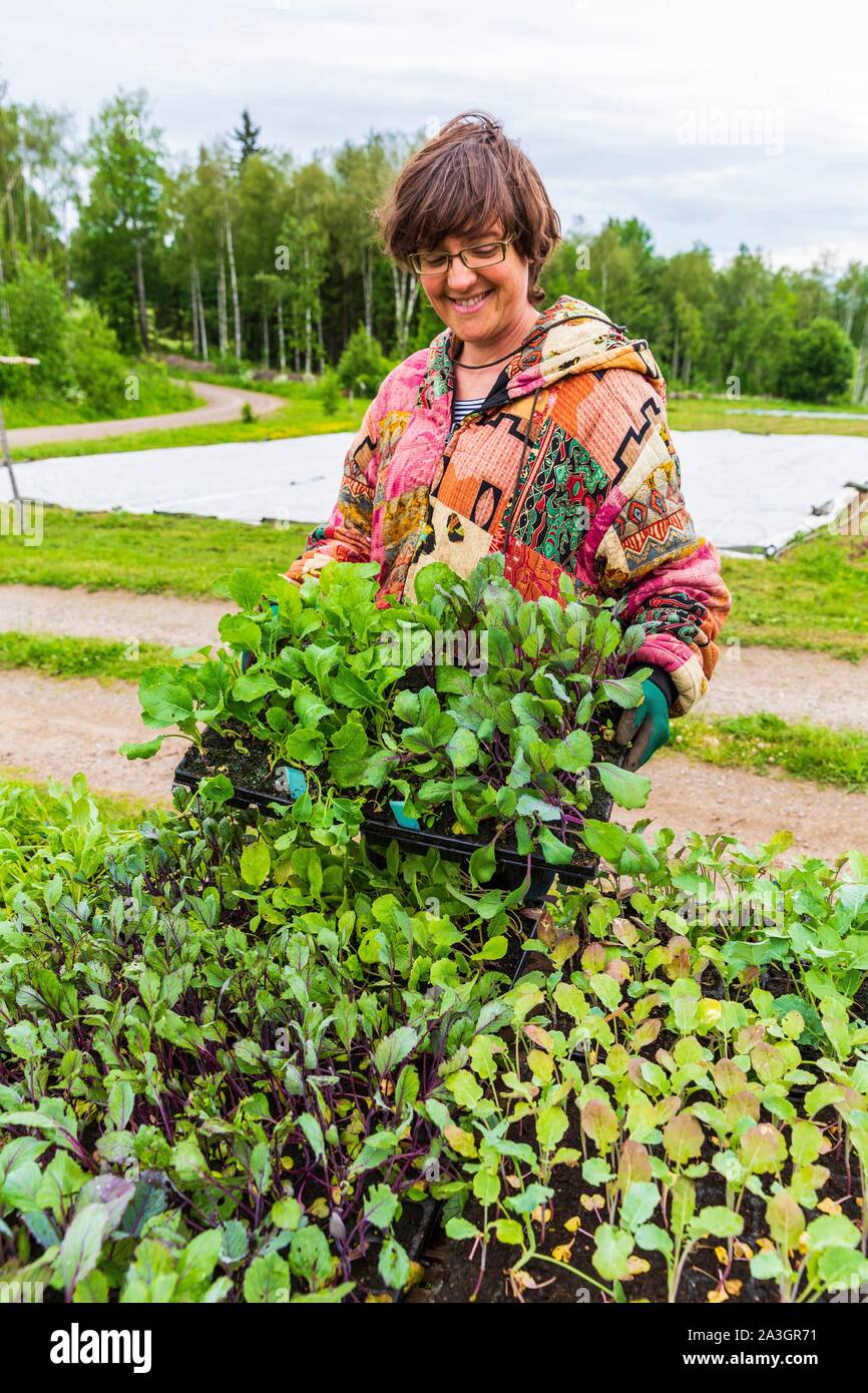 La Suède, dans le comté de Vastra Sweden Hokerum Ulricehamn, hameau, Rochat rapport sur la famille, Sonia la plantation raves semées en pépinière, légume populaire en Suède Banque D'Images
