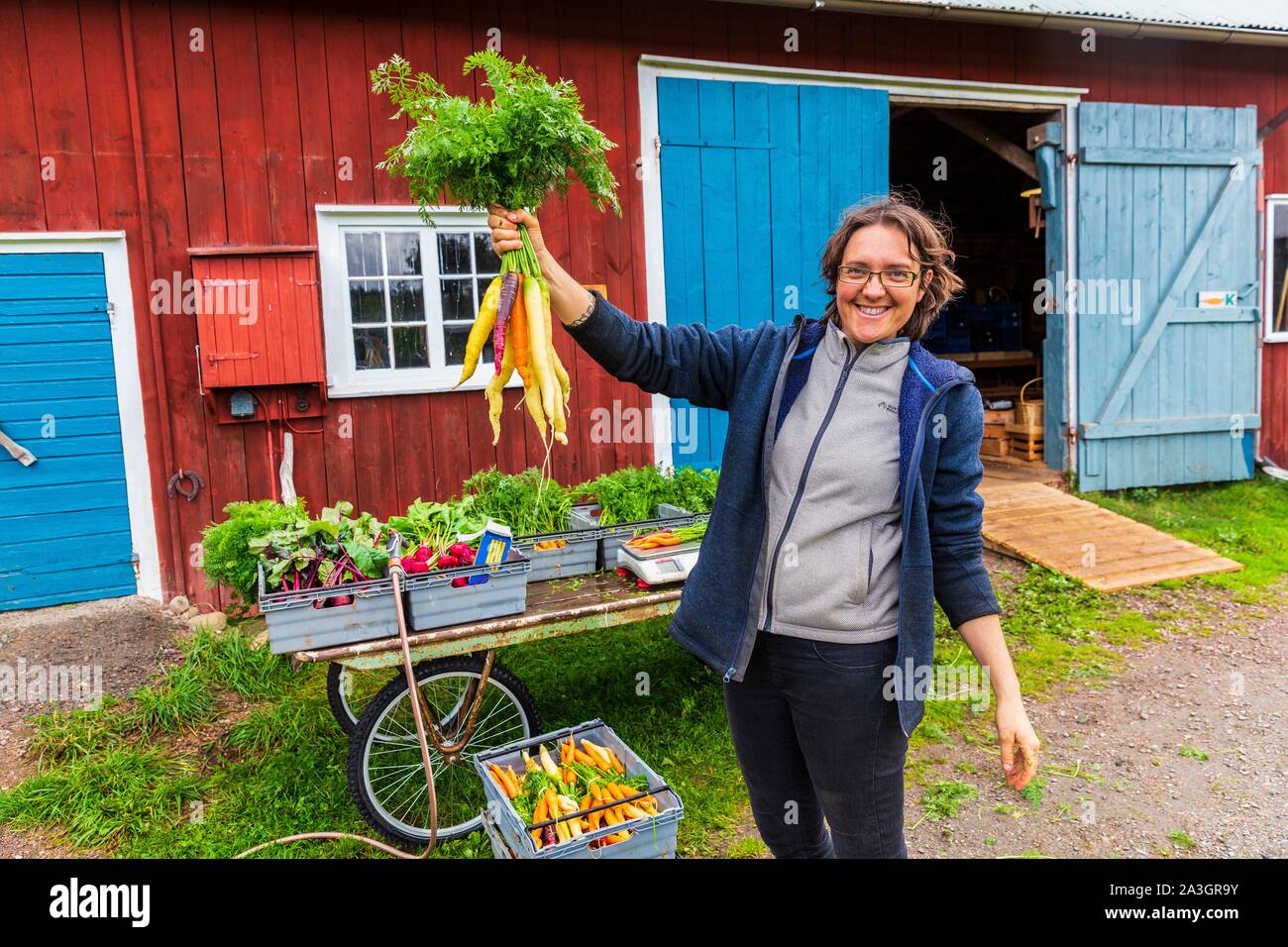 La Suède, dans le comté de Vastra Sweden Hokerum Ulricehamn, Rochat, hameau de la famille, la préparation à la mise en marché, Sonia et le bouquet des plus belles carottes Banque D'Images