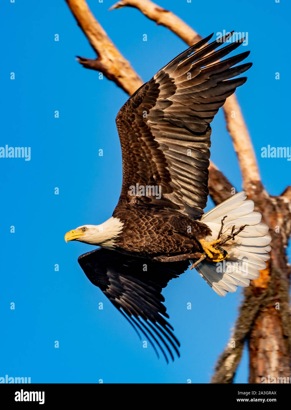 American Bald Eagle flying avec des bâtons pour construire le nid Banque D'Images
