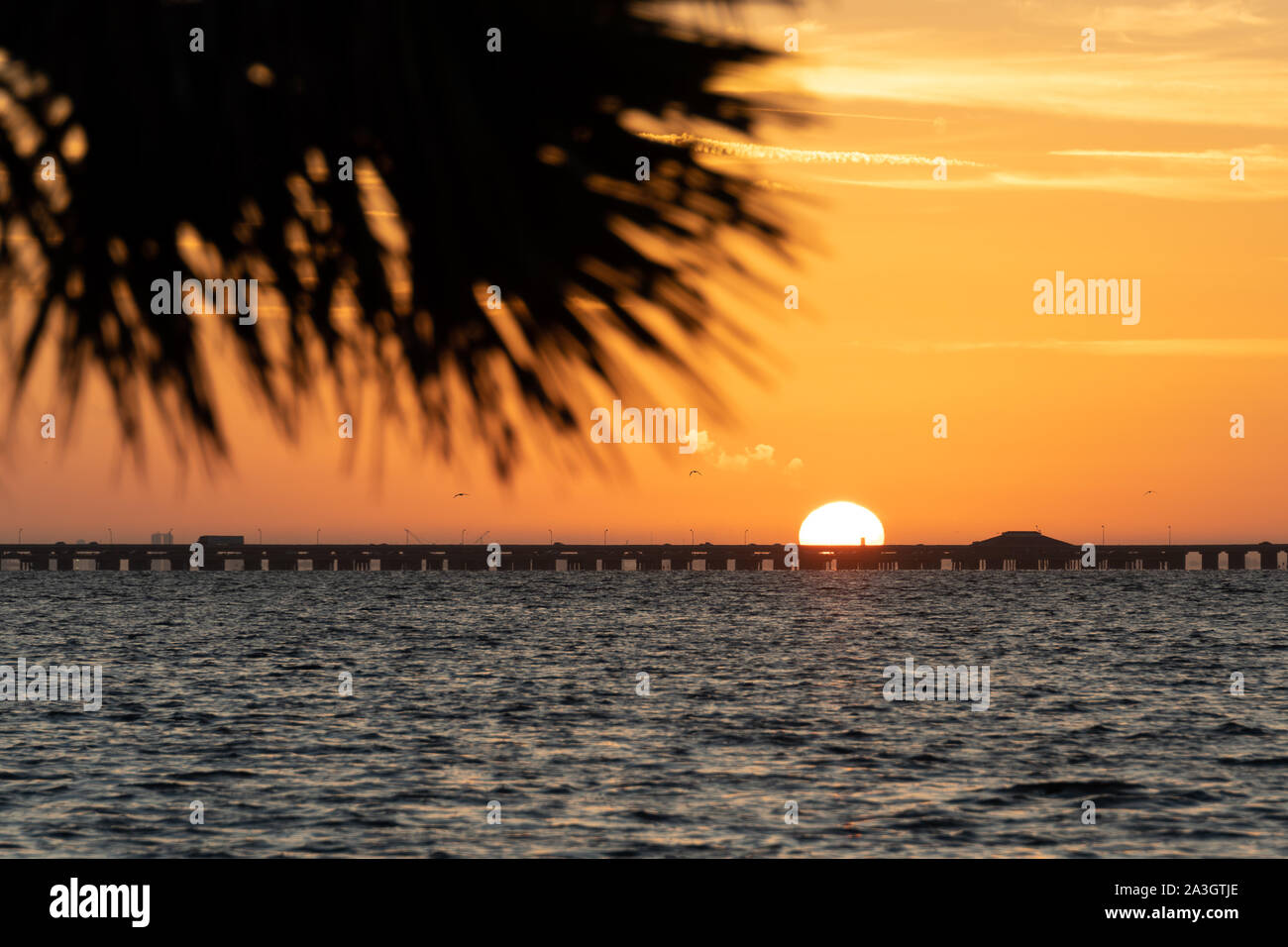 Palmier sur la plage du golfe du Mexique dans les eaux de Floride, États-Unis Banque D'Images