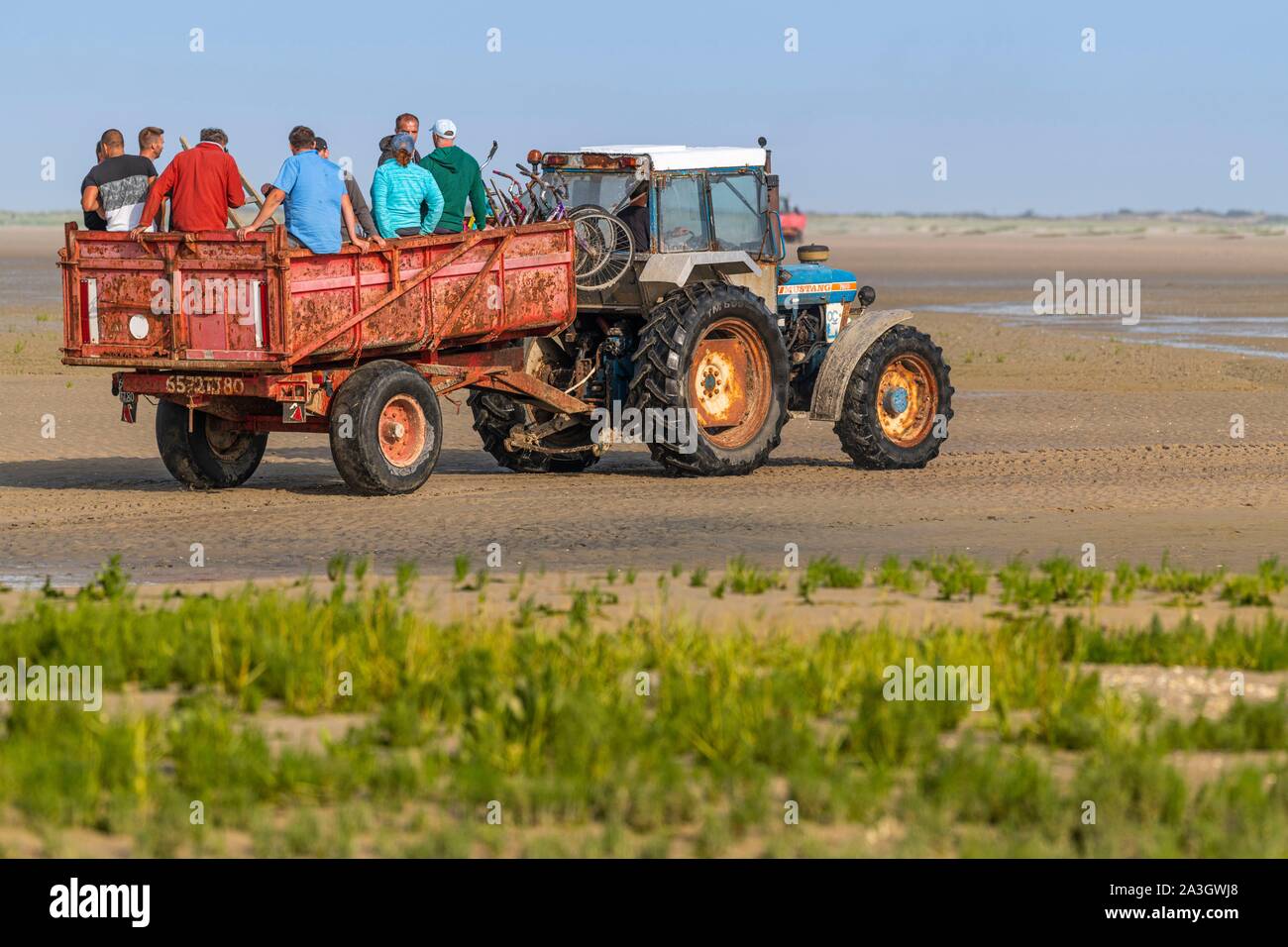 France, Picardie, Baie de Somme, réserve naturelle de la Baie de Somme, Le Crotoy, plages de La Maye, les rares fois que les coques collection est admis dans la réserve naturelle, les mytiliculteurs ont prendre beaucoup de gens dans leurs tracteurs ; des vélos sans selle sont utilisés pour transporter des sacs de coquillages ; sur le retour, les poches de coques sont prêts à être chargés dans le camion pour l'Espagne où les coques sont très appréciés Banque D'Images