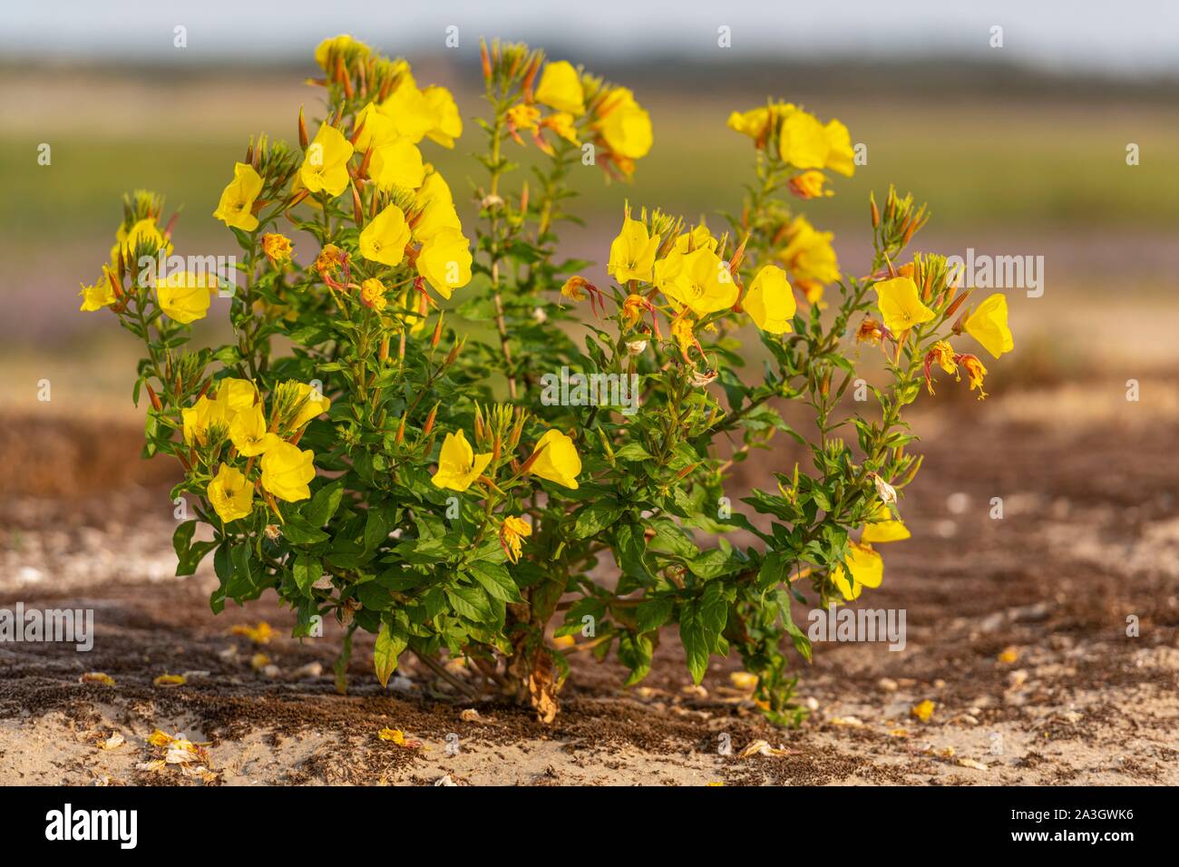 France, Picardie, Baie de Somme, réserve naturelle de la Baie de Somme, Le Crotoy, plages de La Maye, onagre bisannuelle (Oenothera biennis) Banque D'Images