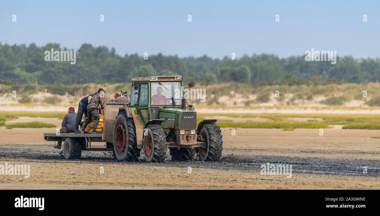 France, Picardie, Baie de Somme, réserve naturelle de la Baie de Somme, Le Crotoy, plages de La Maye, les rares fois que les coques collection est admis dans la réserve naturelle, les mytiliculteurs ont prendre beaucoup de gens dans leurs tracteurs ; des vélos sans selle sont utilisés pour transporter des sacs de coquillages ; sur le retour, les poches de coques sont prêts à être chargés dans le camion pour l'Espagne où les coques sont très appréciés Banque D'Images