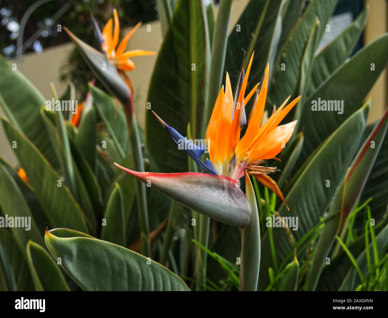 Strelitzia reginae, l'oiseau de paradis flower Banque D'Images