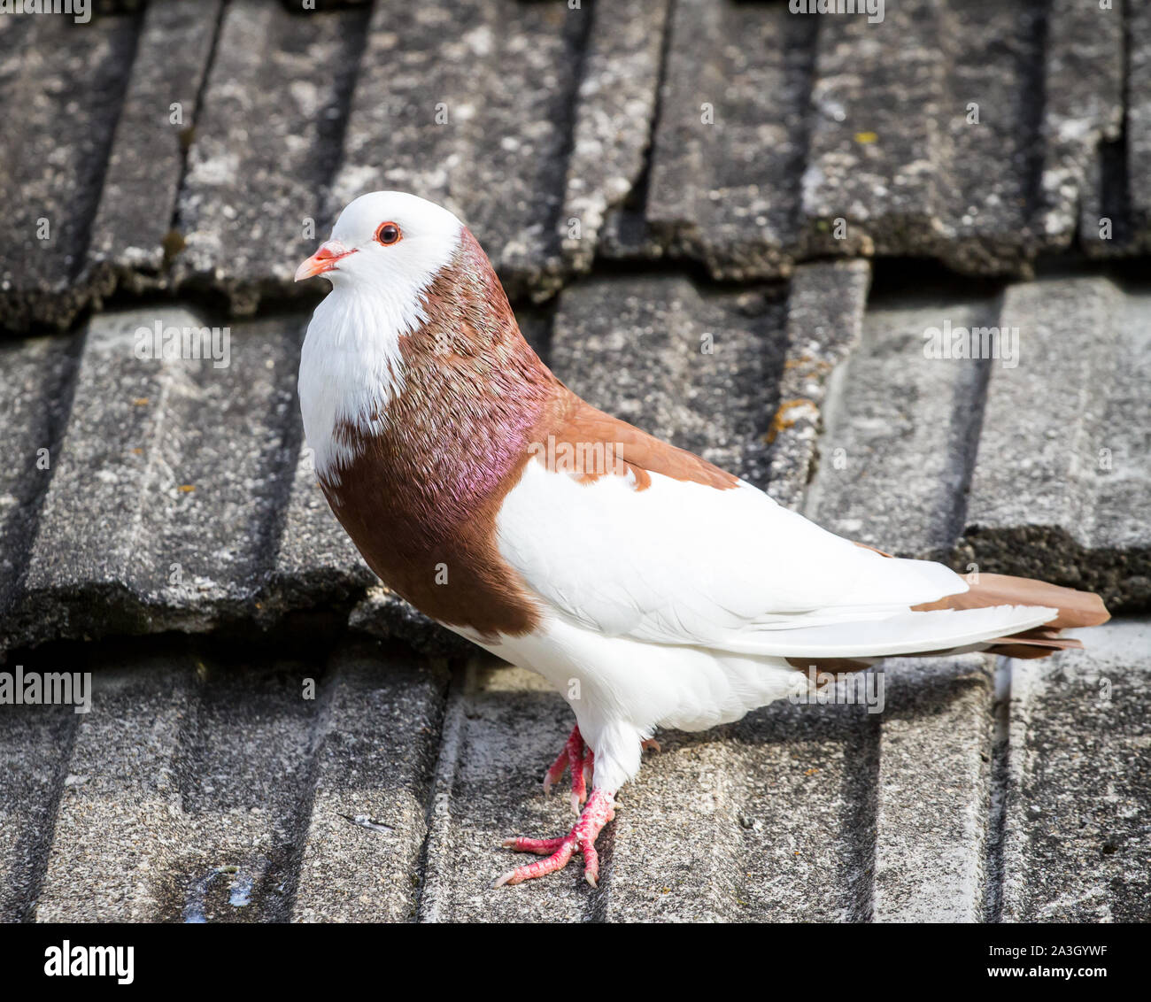 Österreichischer Ganselkröpfer - une espèce en voie d'Autriche race pigeon Banque D'Images Österreichischer Ganselkröpfer - une espèce en voie d'Autriche race pigeon Banque D'Images