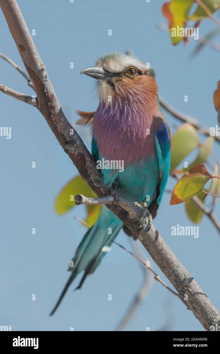 La Namibie, Oshana province, Etosha National Park, Lilas Breasted Roller Banque D'Images