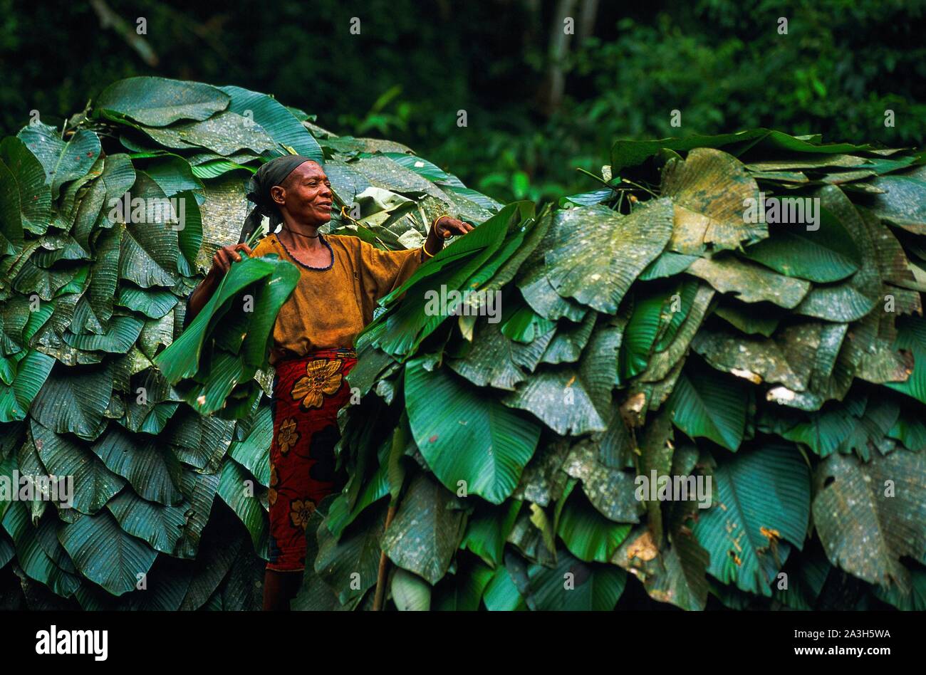 Congo, l'Est, les groupes pygmées Baka Lobeke, construire des abris construits avec des branches courbées et couverts de grandes feuilles Banque D'Images