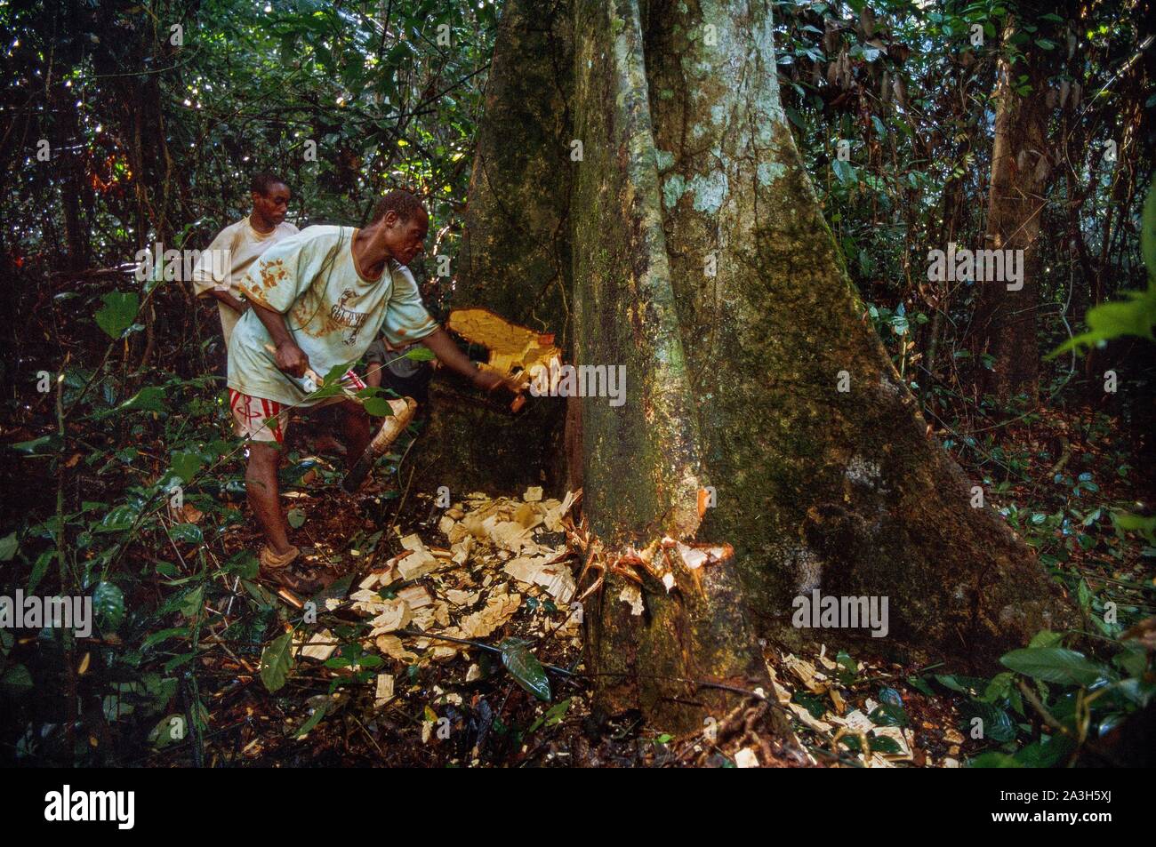 Congo, l'Est, le peuple baka Lobeke, contrôler l'activité des abeilles pour obtenir le miel Banque D'Images