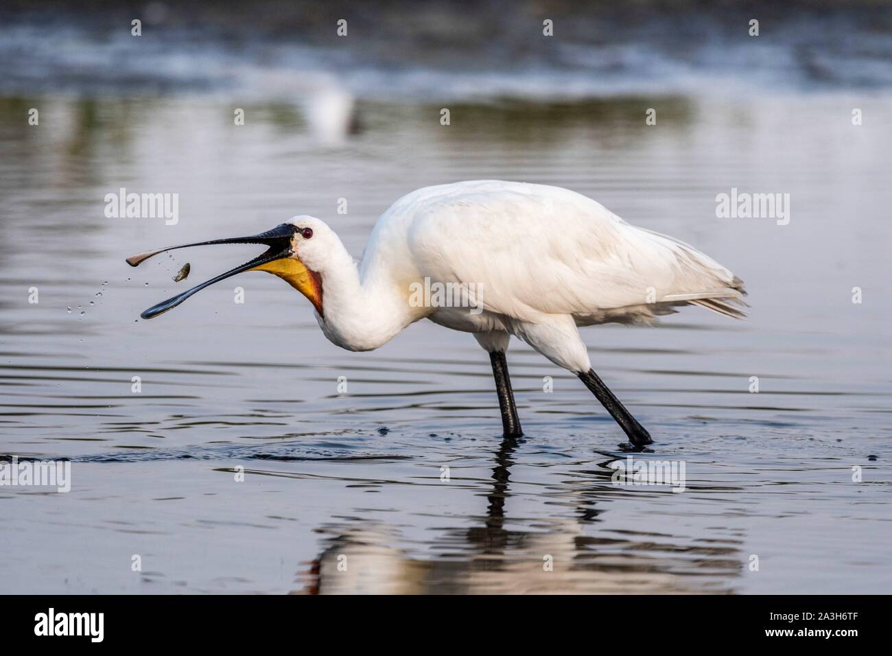 France, Picardie, Baie de Somme, Le Crotoy, Crotoy Marsh, rassemblement de spatules (Platalea leucorodia Spatule blanche) qui viennent pêcher dans un groupe dans l'étang Banque D'Images