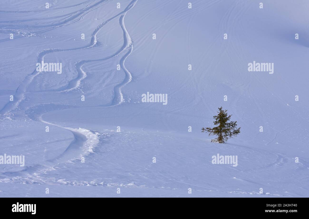 Un petit pin en hiver froid entouré avec beaucoup de neige. Avec les lignes de ski sur la neige parfaite en poudre. Concept minimaliste. Banque D'Images