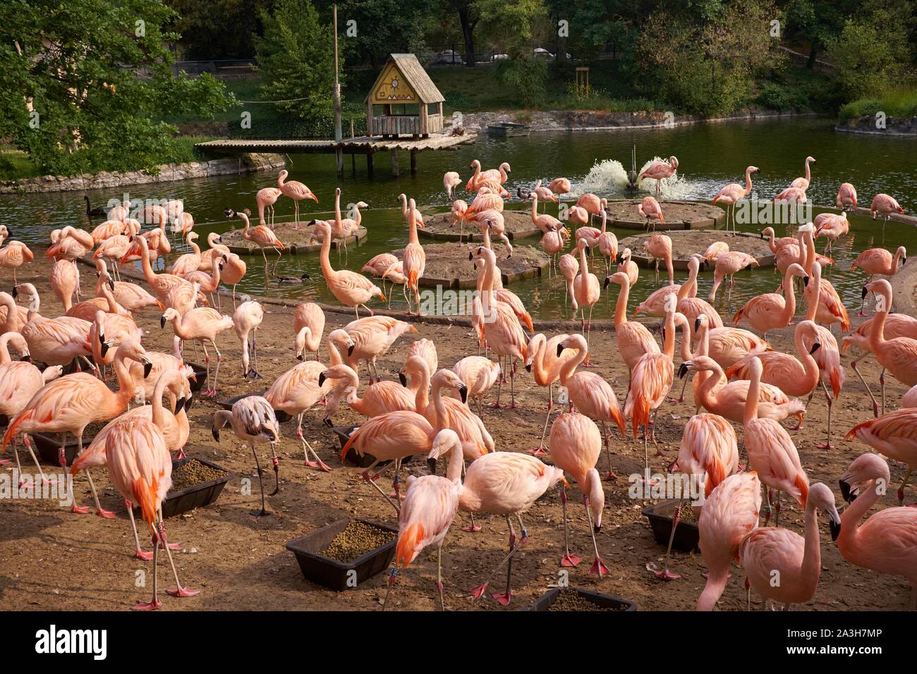 France, Charente Maritime, Royan, le zoo de La Palmyre, American flamants roses (Phoenicopterus ruber) Banque D'Images
