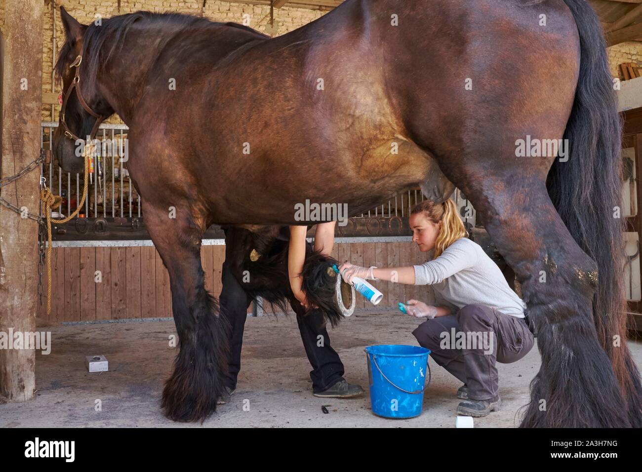 En France, en Charente Maritime, Dampierre-sur-Boutonne, l'Asinerie du Baudet du Poitou, le cheval de trait Poitevin, soins des sabots Banque D'Images