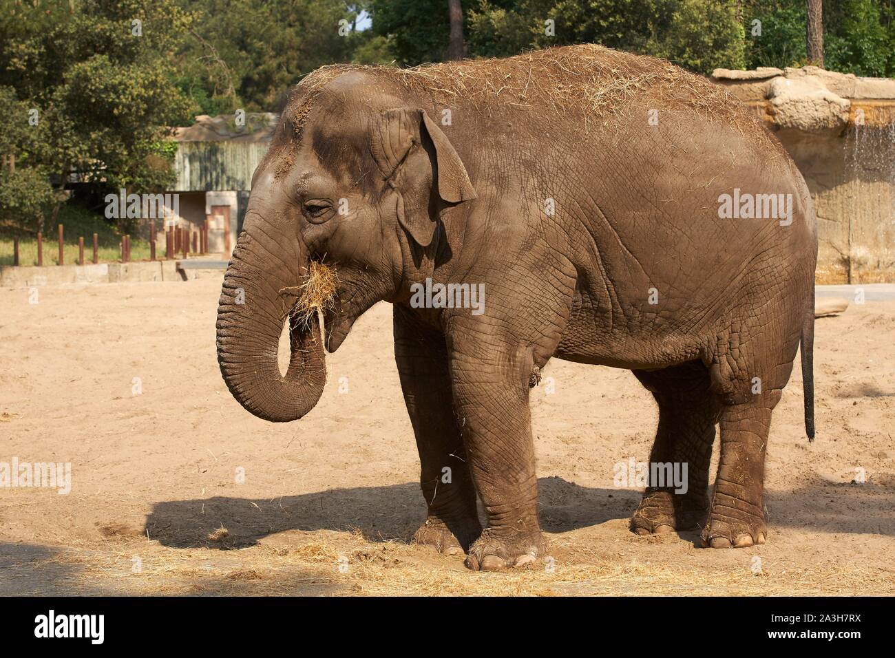 France, Charente Maritime, Royan, le zoo de La Palmyre, l'éléphant d'Asie (Elephas maximus). Banque D'Images