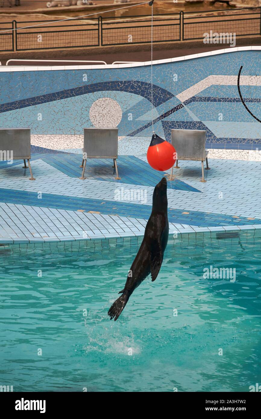 France, Charente Maritime, Royan, le zoo de La Palmyre, l'otarie de Californie show Banque D'Images