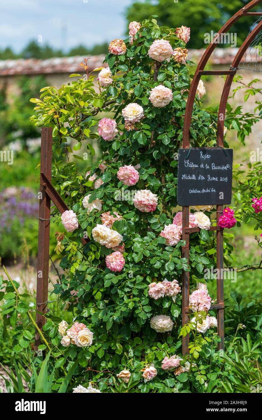 France, Loiret, la Bussière, le château de la Bussière, (Fisherman's Castle), intitulée jardins remarquables depuis 2004, l'escalade rose Chateau de la Bussiere, lauréat du prix Eve Andre de mai 2015 et médaillé d'or à Rome, rose a commandé de Genevieve de Chasseval Banque D'Images France, Loiret, la Bussière, le château de la Bussière, (Fisherman's Castle), intitulée jardins remarquables depuis 2004, l'escalade rose Chateau de la Bussiere, lauréat du prix Eve Andre de mai 2015 et médaillé d'or à Rome, rose a commandé de Genevieve de Chasseval Banque D'Images