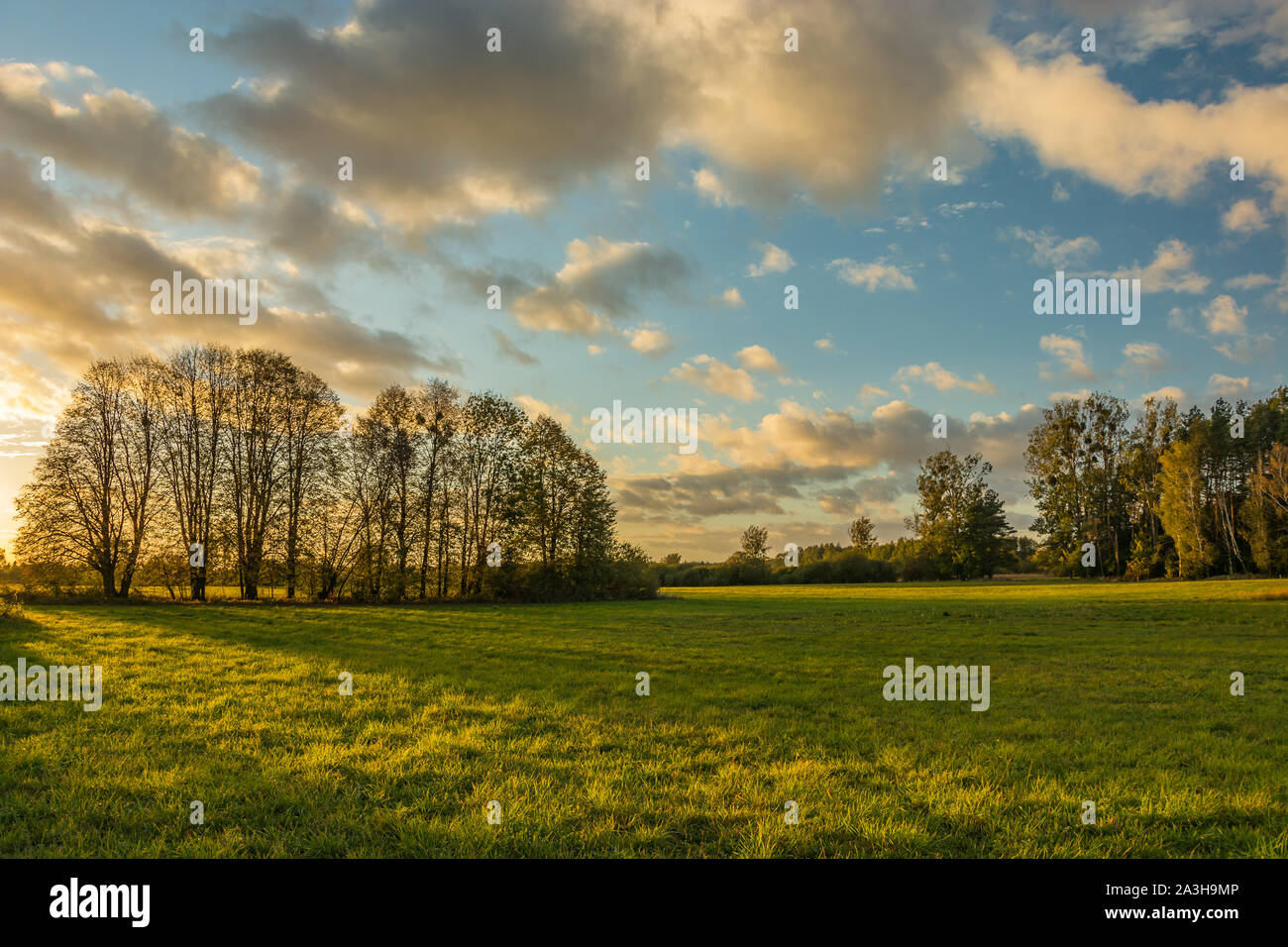 Belle Glade avec arbres et nuages au coucher du soleil à Nowiny, Pologne. Banque D'Images