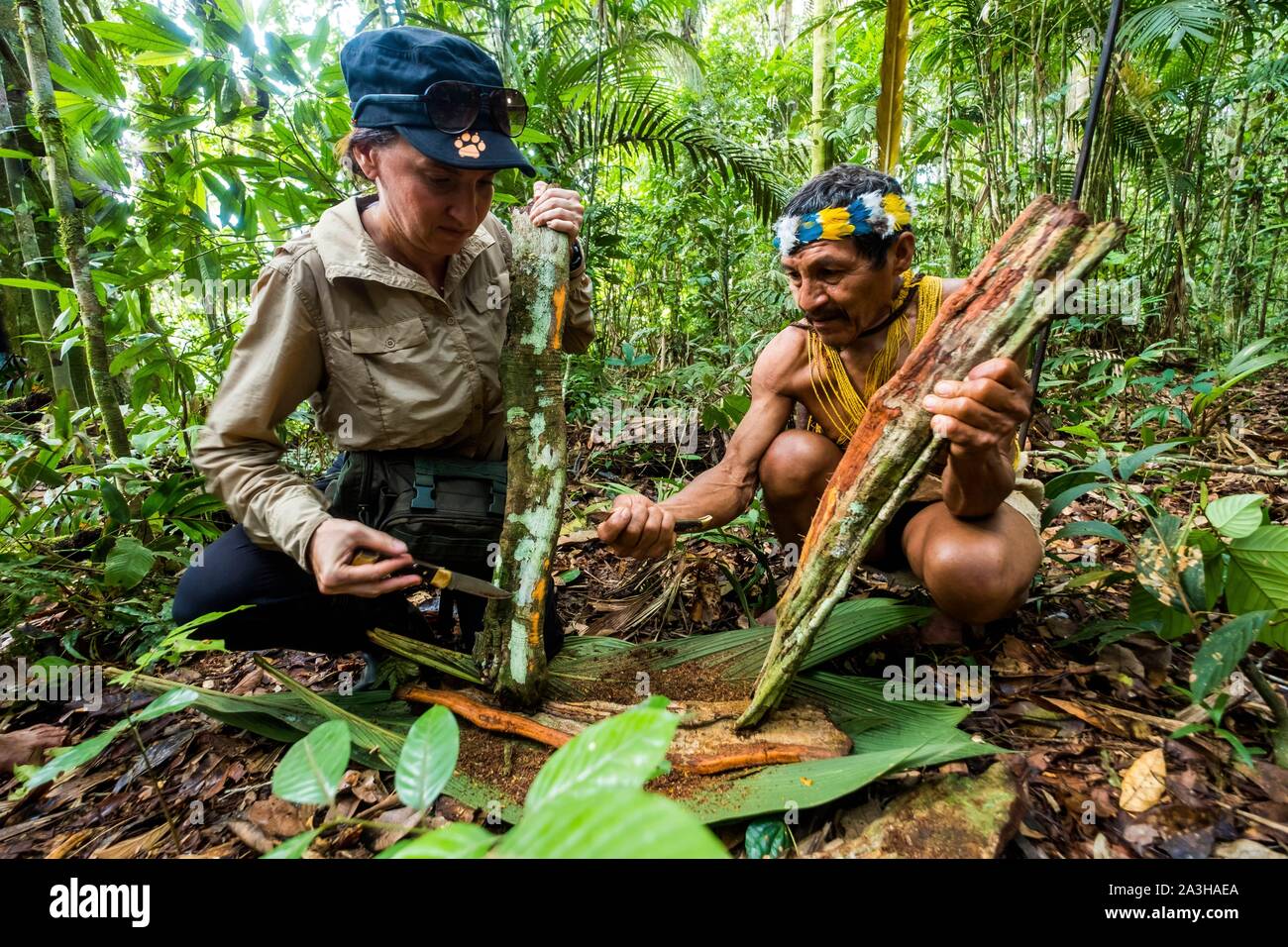 L'Équateur, Tena, immersion l'expérience de la vie avec les Waoranis du Rio Nushino, apprentissage de la technique de rendre le curare, à partir d'une écorce de Liana dans la forêt Banque D'Images