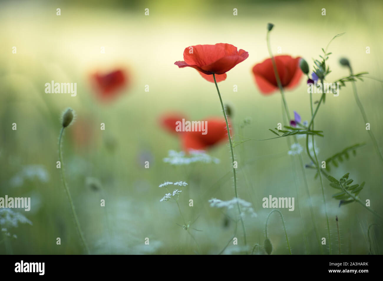Coquelicots dans les champs près de Il Collaccio, Castelvecchio di Preci, Ombrie, Italie Banque D'Images