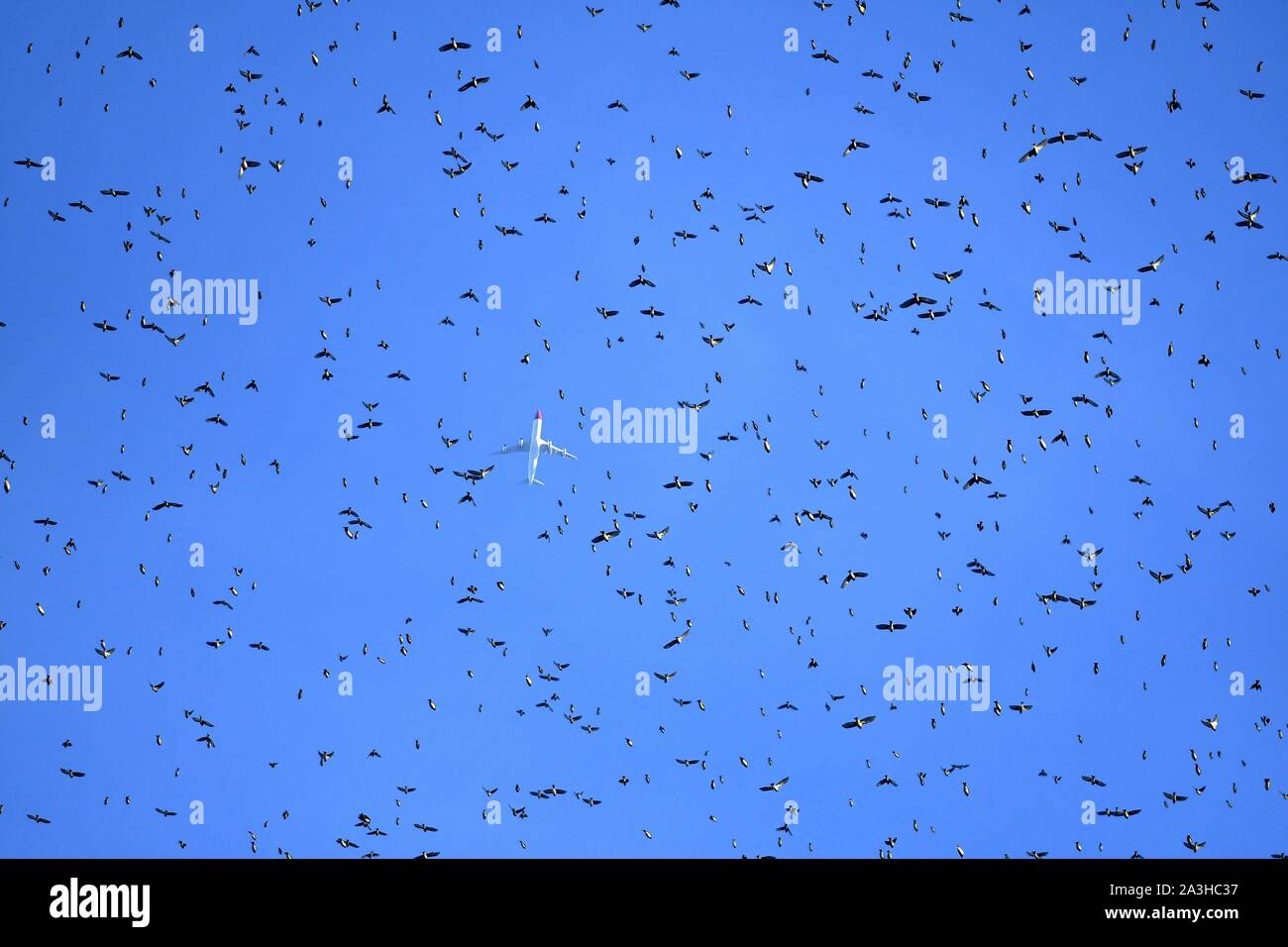 France, Doubs, frontière suisse, oiseau, Chaffinch Fringilla montifringilla) (regroupement en dortoir pour la nuit, de la lune et de l'avion long courrier dans l'arrière-plan, battant se concentrer Banque D'Images