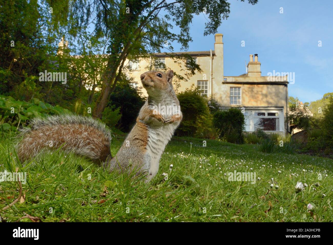 L'écureuil gris (Sciurus carolinensis) mâle debout sur un jardin pelouse, Wiltshire, Royaume-Uni, mai. Banque D'Images