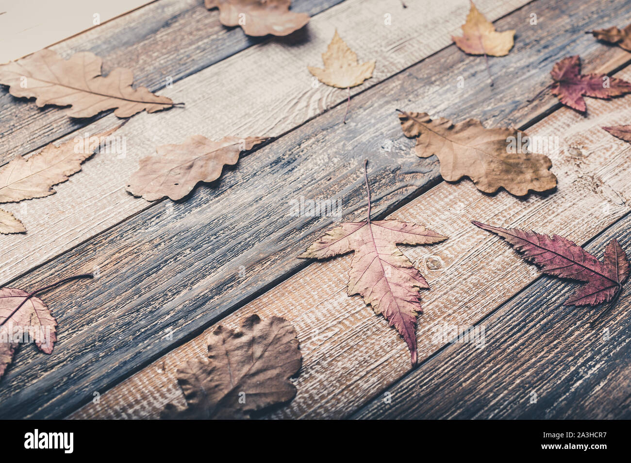 Feuilles de chêne et d'érable à sec sur un fond de bois horizontal. La vie encore d'automne Banque D'Images