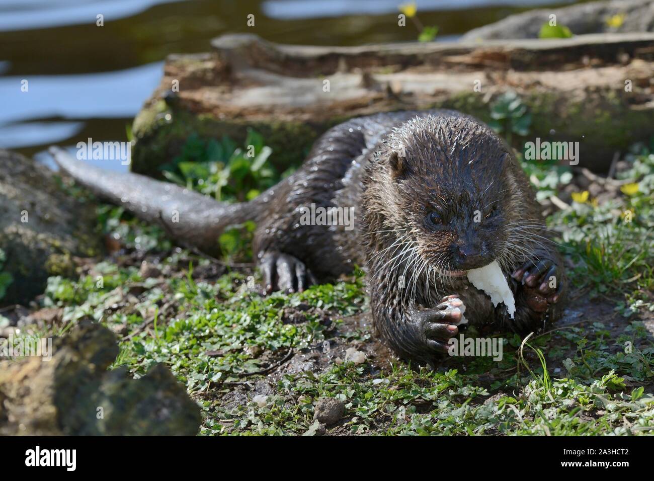 Eurasienne a sauvé la loutre (Lutra lutra) manger un poisson, Dartmoor Otter Sanctuary, Devon, UK, mars. Banque D'Images