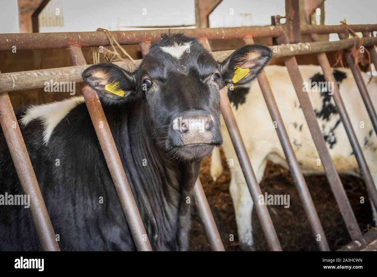 Vache bovins dans le Northumberland farm Banque D'Images