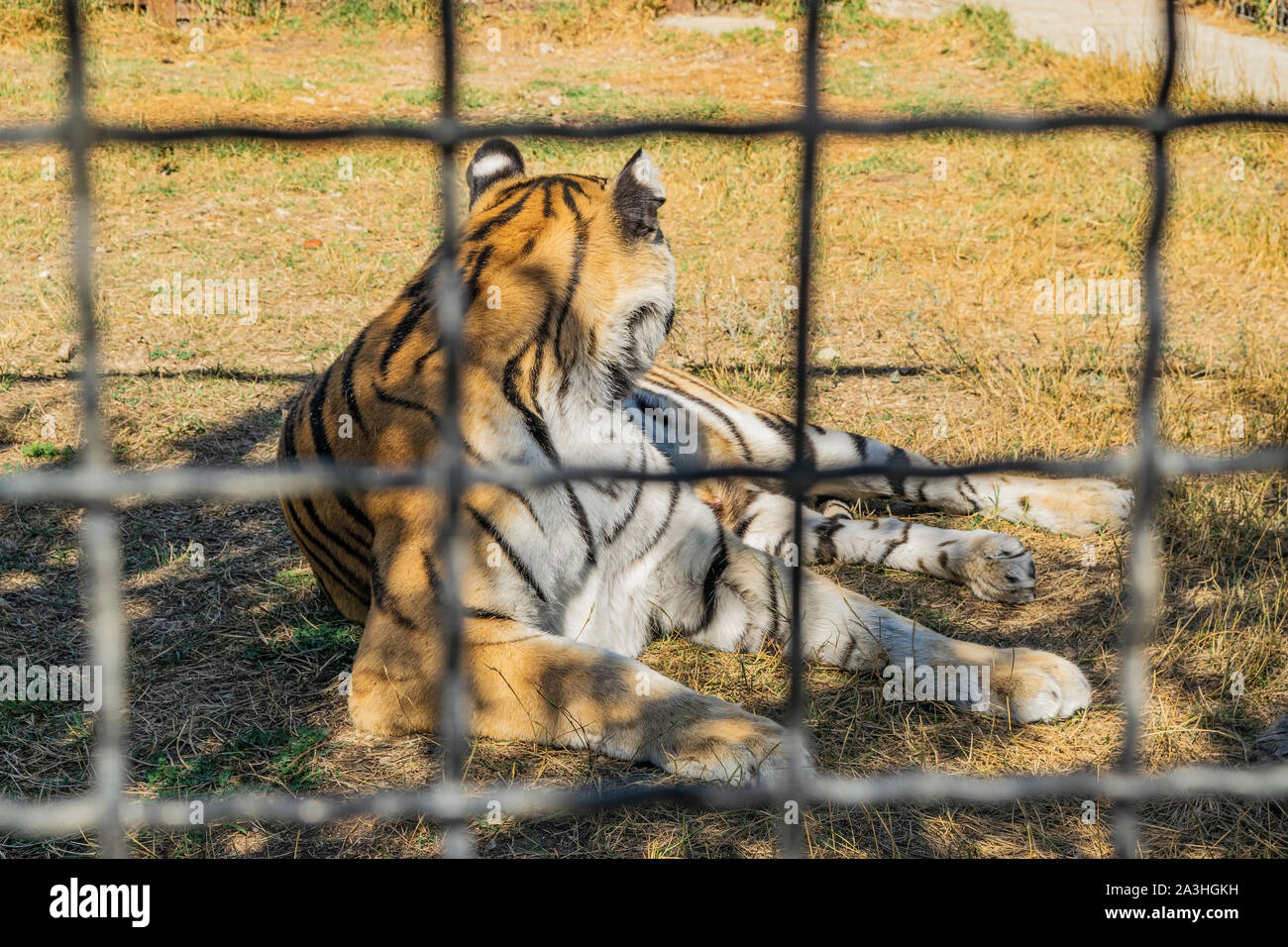 Dans le zoo de tigres adultes derrière la clôture Banque D'Images