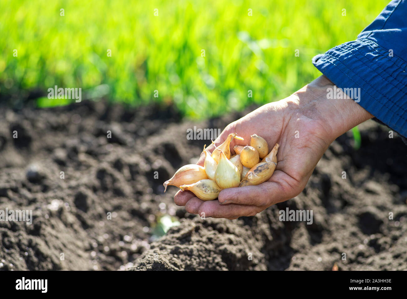 Les mains d'une femme agriculteur détient une poignée de petits bulbes pour la plantation sur un fond de verdure floue et lits en terre. L'arrière-plan. Banque D'Images