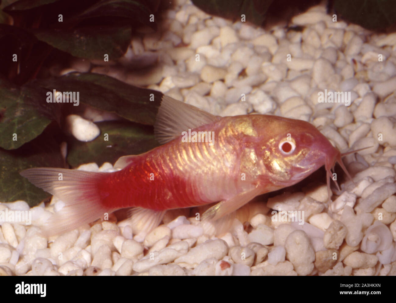 De couleur bronze albinos artificiel (poissonchat Corydoras aeneus