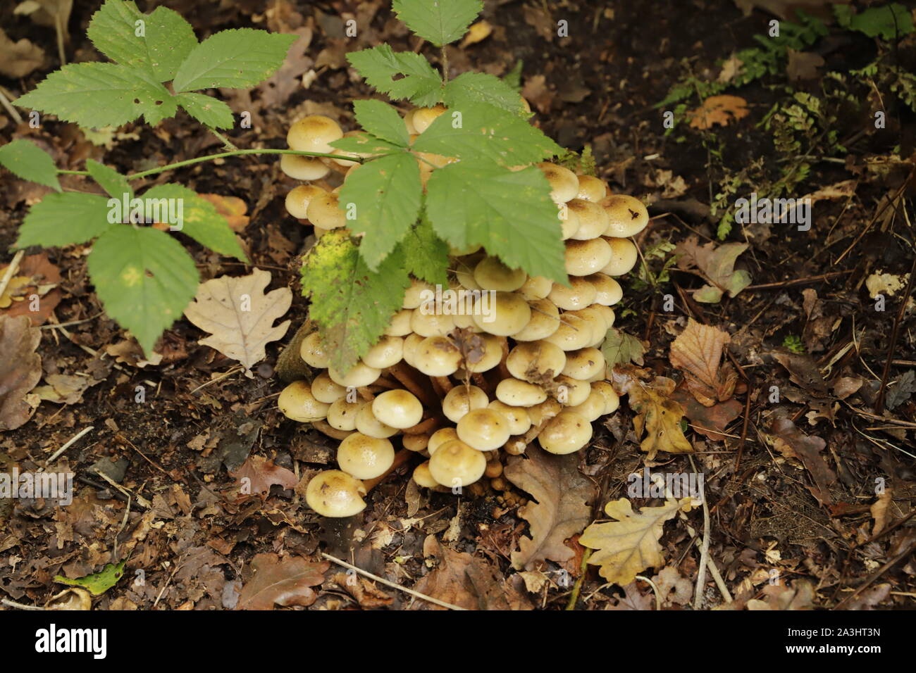 Une touffe de soufre crapaud commun tabouret dans la forêt. Banque D'Images