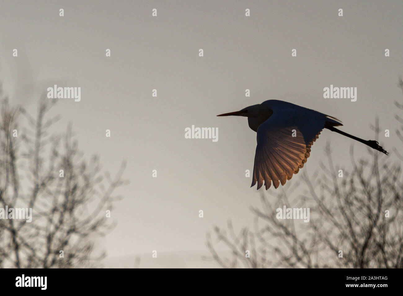 Heron vole à l'ombre des arbres avec des ailes rétroéclairé Banque D'Images