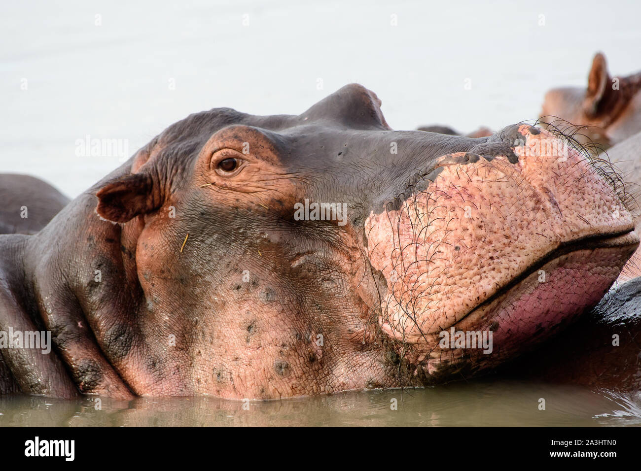 Gros plan du visage d'un hippopotame Banque D'Images