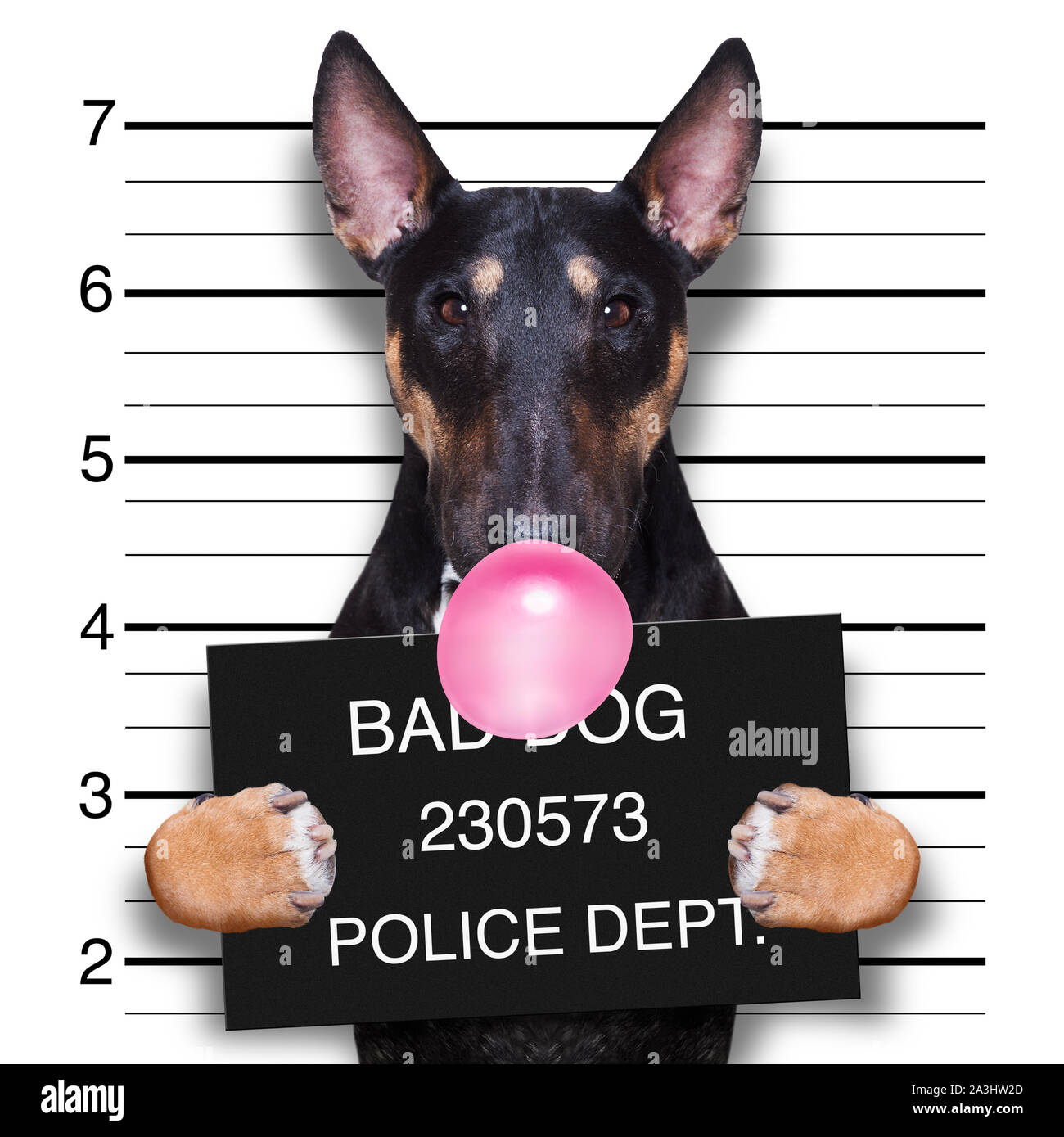 Électroniques de criminel de pitbull chien terrier au poste de police holding placard avec bulle de chewing-gum , isolé sur fond Banque D'Images