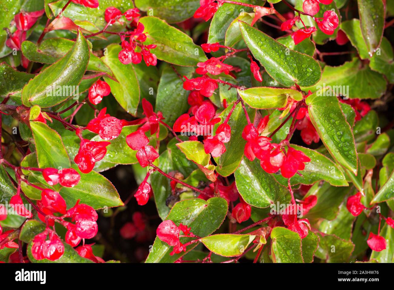 Bégonia 'dragon Wing' rose bégonia hybride. Banque D'Images