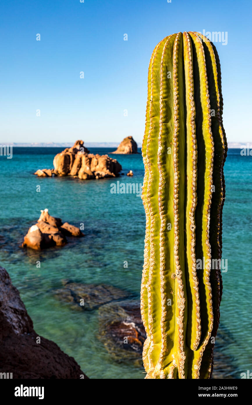 Cactus Cardon géant sur Isla Espiritu Santo dans le golfe de Californie au large de la péninsule de Basse-Californie, Mexique Banque D'Images