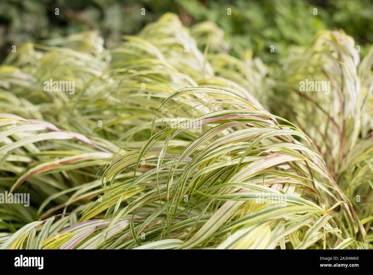 Hakonechloa macra 'Aureola', herbe de la forêt japonaise. Banque D'Images